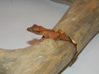 DSCN0970.jpg