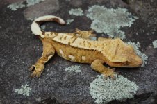 DSC_0114-1.jpg