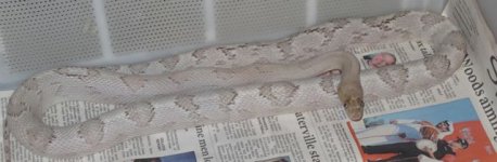 IMG_1260.jpg