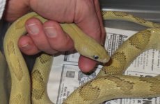 blonde- head hold.jpg