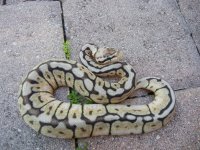 DSCN4536.jpg