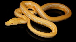 0001054_dwarf_white_albino_sunstripe_550.jpg