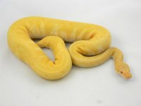 Albino Pinstripe.jpg