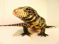 new lucien lizard.jpg