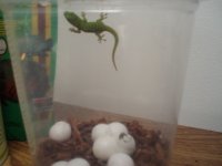 gecko2.jpg