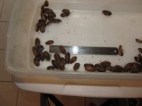 Roaches 013 medium dubias.jpg