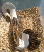 Pied Female 2.jpg
