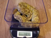 Caramel_PHHypo_scale.jpg