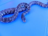 Axanthic DK.jpg