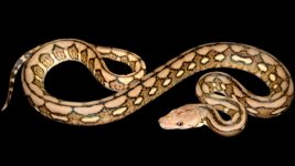 0000687_superdwarf_tiger_het_snow_550.jpeg
