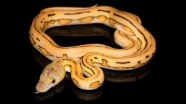 0001052_dwarf_platinum_supertigers_550.jpg