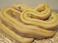 Blonde Tiger  (13).jpg