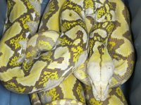 Male Blond 3-14-12 (24).jpg