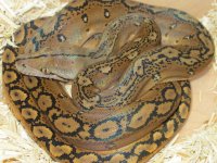 0.1 Motley Het #2 (1).jpg
