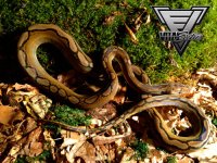 0.1-Motley-Het-Albino-2-500.jpg