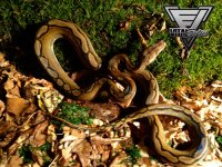 0.1-Motley-Het-Albino-3-500.jpg