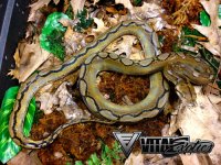 0.1-Motley-Het-Albino-4-500.jpg