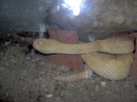 albino snakes 002.jpg