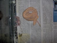 albino snakes 003.jpg