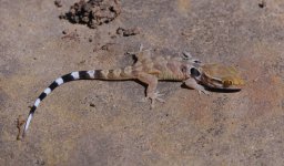 Aristelliger lar - juvenile2013.jpg