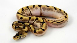 Clider Enchi.jpg