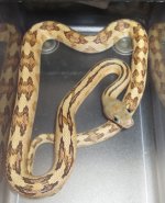 Female #1  (2).jpg