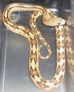 Male #3 (2).jpg