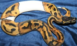 L W pied girl - march 13.jpg