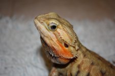 sikeface.jpg