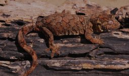 Mniarogecko chahoua - female42013.jpg