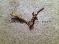 IMG_20130122_222829.jpg
