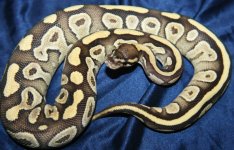 Vanilla Mojave girl - march 13.jpg