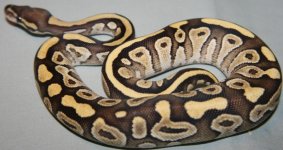Vanilla Mojave girl -1.jpg