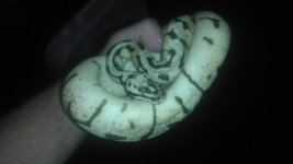 bumble bee het red girl pic 4.jpg