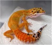 gecko11.jpg