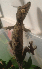 giant-leaf-tailed-gecko-01.gif