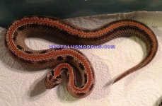 FemaleStripe.jpg