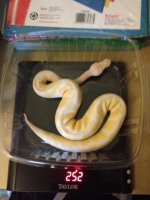 female albino.jpg