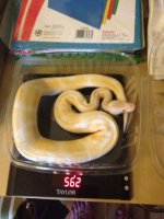 male albino.jpg