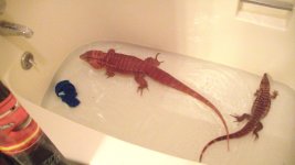 tegus 186.jpg