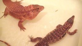 tegus 182.jpg