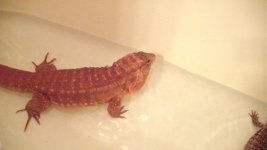 tegus 184.jpg