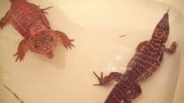 tegus 183.jpg