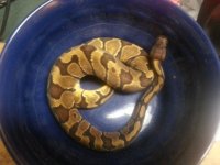 enchi.jpg