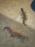 IMG_20130115_173722.jpg