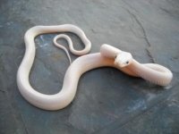Leucy Hatchling1.JPG