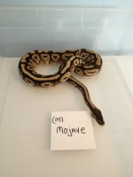 632g.jpg
