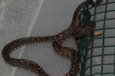 IMG_3533.jpg