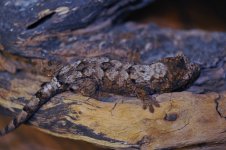 Rhacodactylus chahoua - Jan2013.jpg