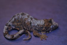 Rhacodactylus chahoua - Jan2013b.jpg